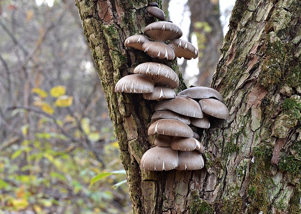 hliva ustricovitá Pleurotus ostreatus (Jacq.) P. Kumm.