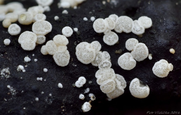 zväzoček oinovatený Polydesmia pruinosa (Berk. & Broome) Boud.