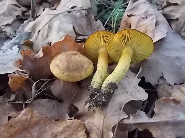 čírovka osiková Tricholoma frondosae Kalamees & Shchukin