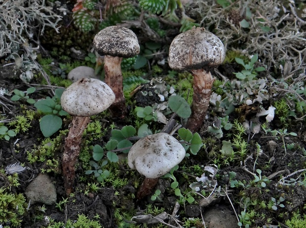 stopkovec vláknitý Tulostoma fimbriatum Fr.