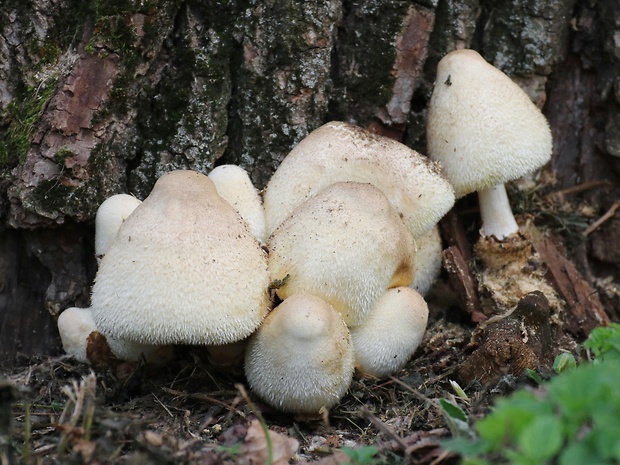 pošvovec stromový Volvariella bombycina (Schaeff.) Singer