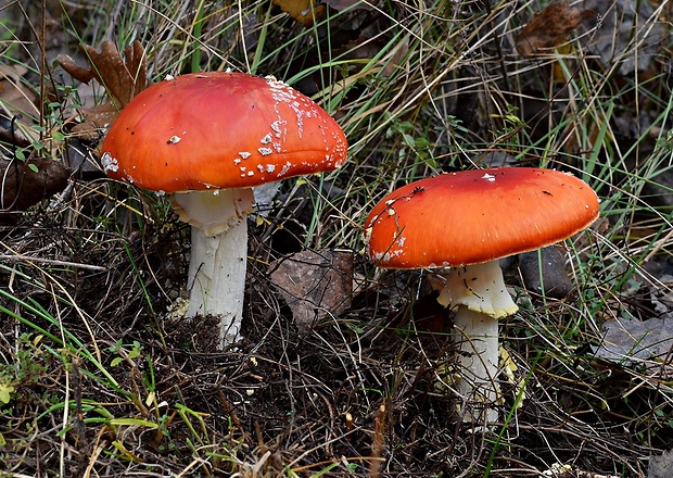 muchotrávka červená Amanita muscaria (L.) Lam.