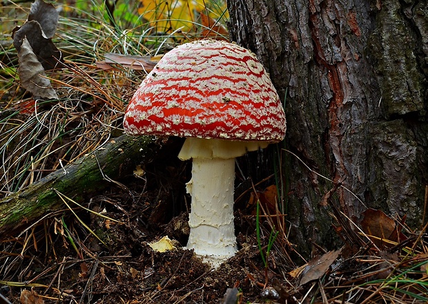 muchotrávka červená Amanita muscaria (L.) Lam.