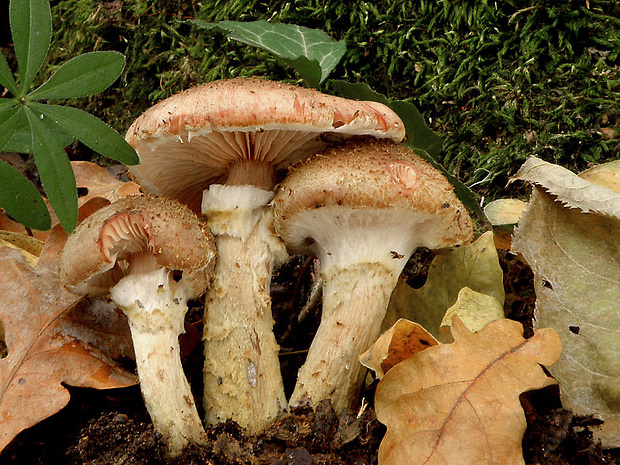 podpňovka obyčajná Armillaria mellea (Vahl) P. Kumm.