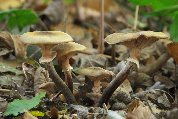 podpňovka obyčajná Armillaria mellea (Vahl) P. Kumm.