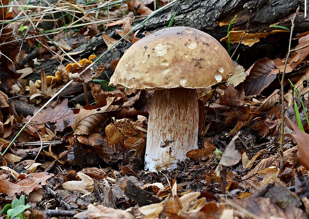 hríb smrekový Boletus edulis Bull.