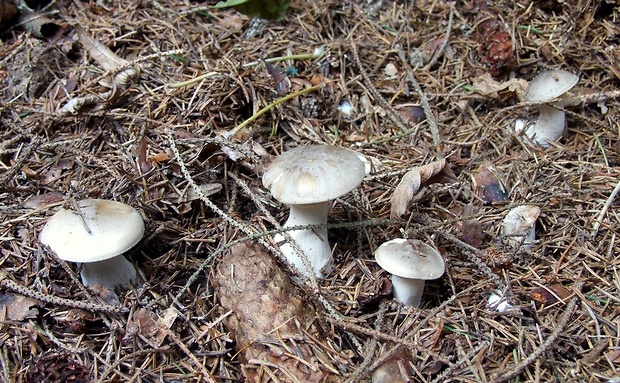 strmuľka inovaťová Clitocybe nebularis (Batsch) P. Kumm.