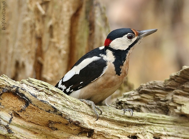 dateľ veľký Dendrocopos major