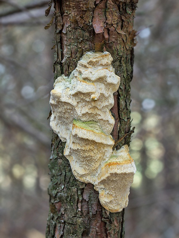 diplomitopórovec žltkastý Diplomitoporus flavescens (Bres.) Domański