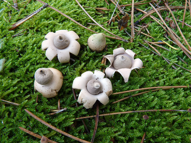 hviezdovka mechovitá Geastrum saccatum Fr.