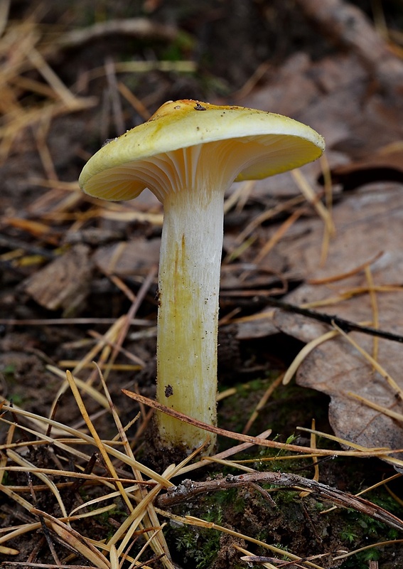 šťavnačka smrekovcová Hygrophorus lucorum Kalchbr.