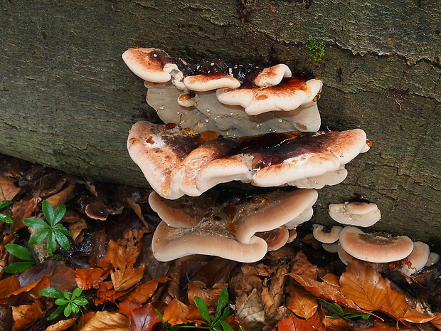 smolokôrovka buková Ischnoderma resinosum (Schrad.) P. Karst.