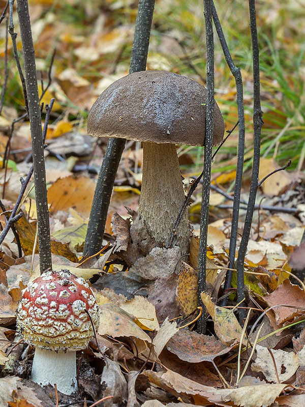 kozák sivohnedý Leccinum cf. cyaneobasileucum Lannoy & Estadès