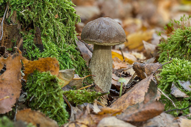 kozák sivohnedý Leccinum cf. cyaneobasileucum Lannoy & Estadès