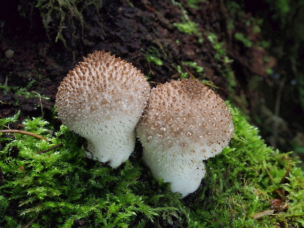 prášnica bradavičnatá Lycoperdon perlatum Pers.