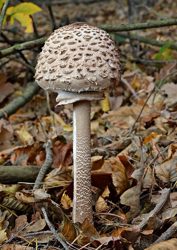 bedľa vysoká Macrolepiota procera (Scop.) Singer