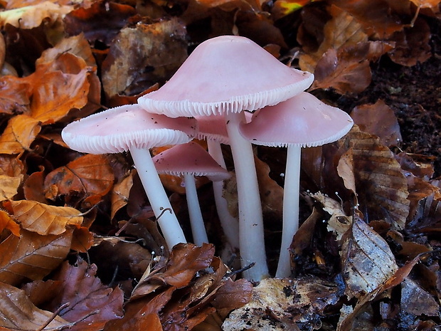 prilbička ružovkastá Mycena rosea Gramberg