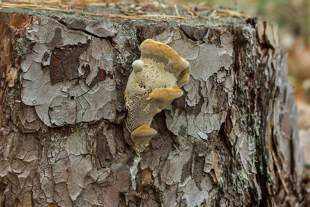 hnedák Schweinitzov Phaeolus cf. schweinitzii (Fr.) Pat.