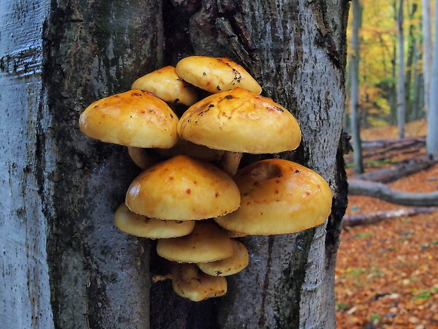 šupinovka slizká Pholiota adiposa (Batsch) P. Kumm.