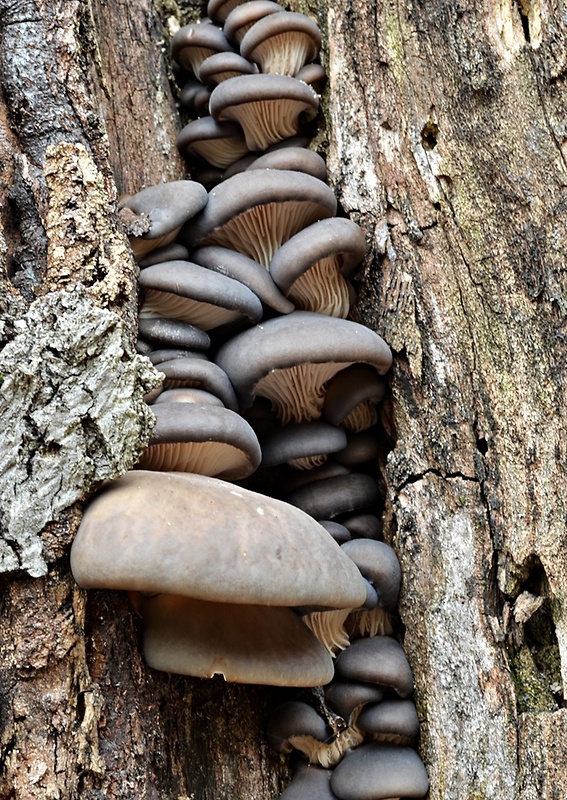 hliva ustricovitá Pleurotus ostreatus (Jacq.) P. Kumm.