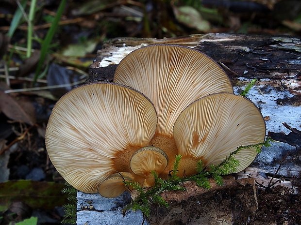 pňovka neskorá Sarcomyxa serotina (Pers.) P. Karst.