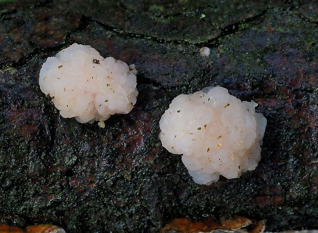 rôsolovka priesvitná Tremella encephala Willd.