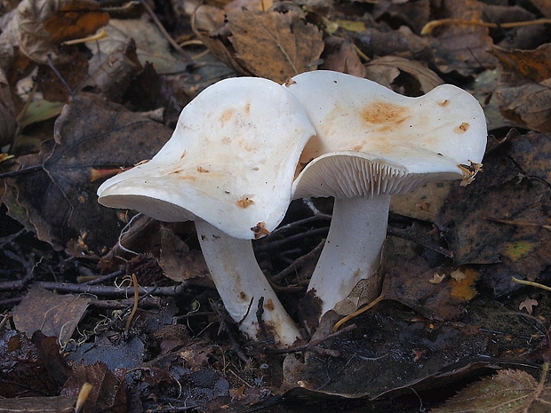 čírovka Tricholoma stiparophyllum (S. Lundell) P. Karst.