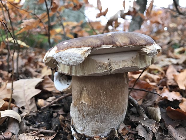 hríb dubový Boletus reticulatus Schaeff.