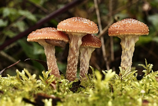 podpňovka Armillaria sp.