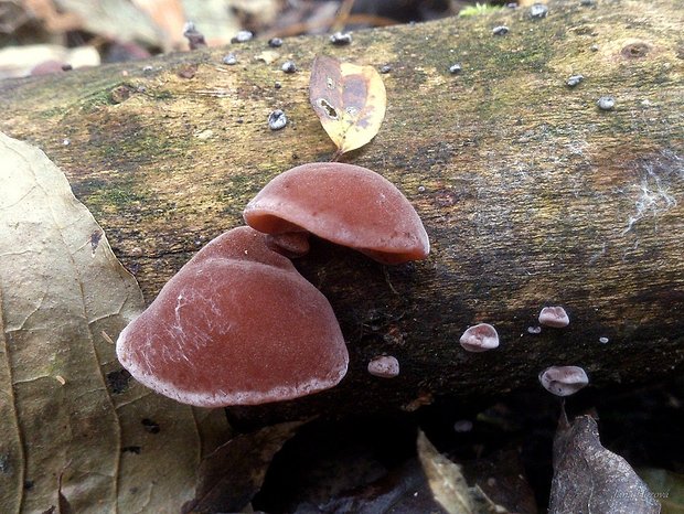 uchovec bazový Auricularia auricula-judae (Bull.) Quél.