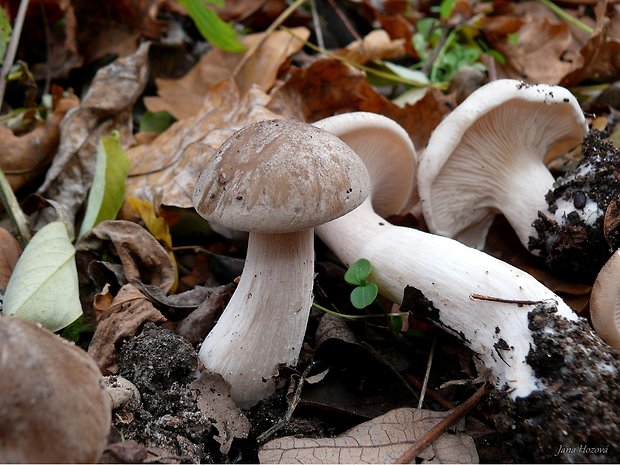 strmuľka inovaťová Clitocybe nebularis (Batsch) P. Kumm.