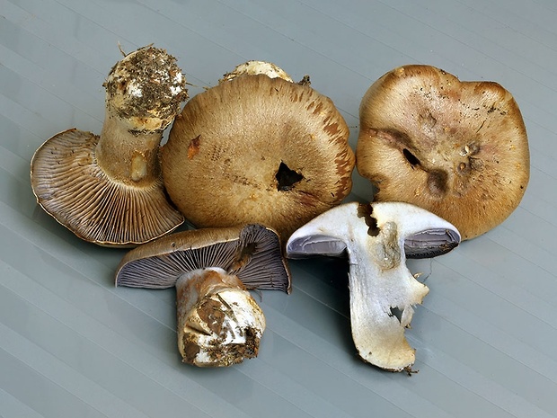 pavučinovec apeninský Cortinarius appennini Consiglio, D. Antonini & M. Antonini