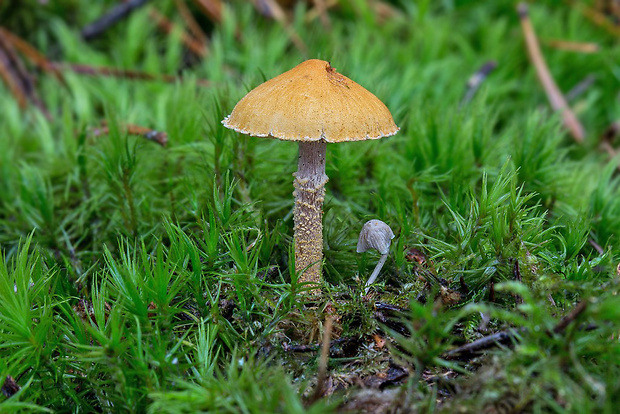 zrnivka Cystoderma sp.