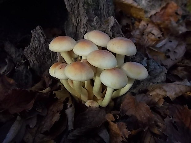 strapcovka zväzkovitá Hypholoma fasciculare (Huds.) P. Kumm.