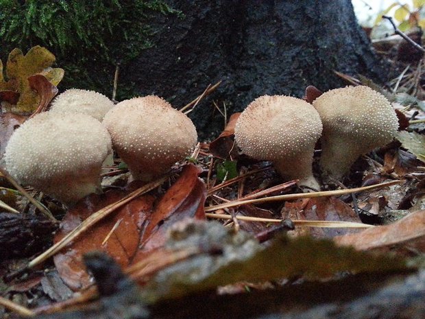 prášnica bradavičnatá ? Lycoperdon perlatum ?  Pers.