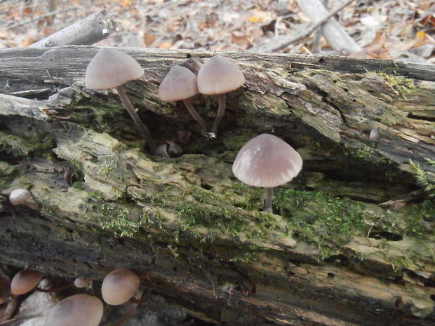 prilbička Mycena sp.