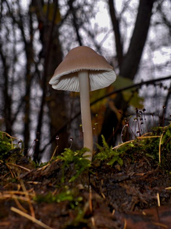 prilbička Mycena sp.