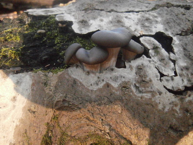 hliva ustricovitá Pleurotus ostreatus (Jacq.) P. Kumm.