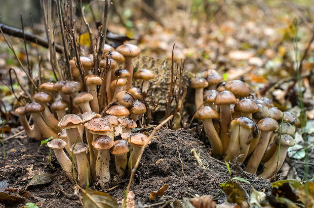 podpňovka Armillaria sp.