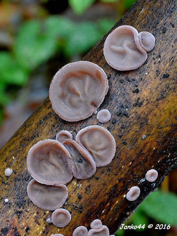 uchovec bazový Auricularia auricula-judae (Bull.) Quél.