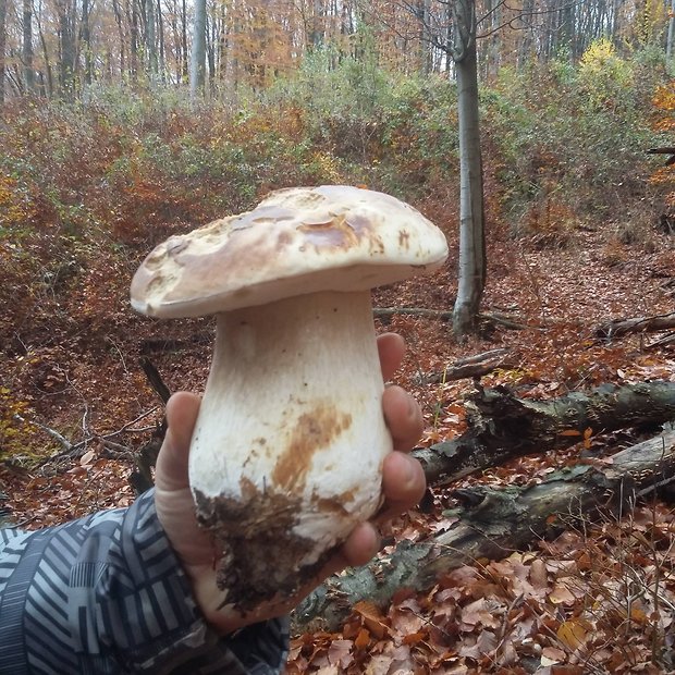 hríb dubový Boletus reticulatus Schaeff.