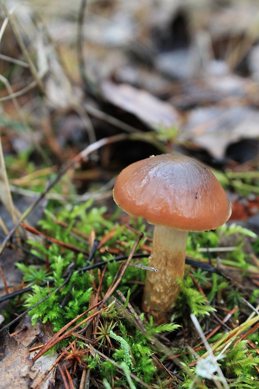 pavučinovec mazľavý Cortinarius trivialis J.E. Lange