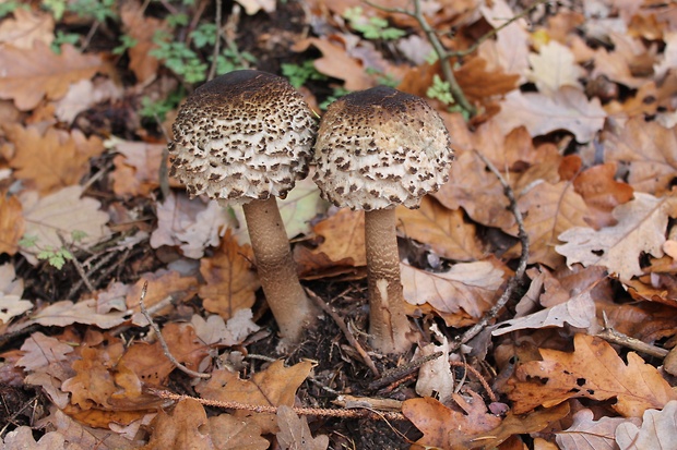 bedľa vysoká Macrolepiota procera (Scop.) Singer