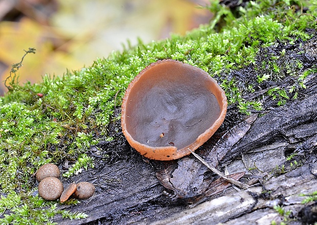 čiaška Peziza sp.