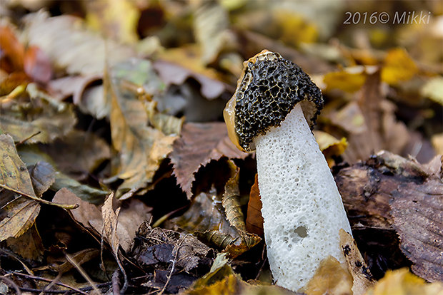 hadovka smradľavá Phallus impudicus L.