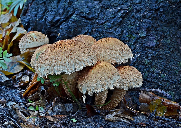 šupinovka šupinatá Pholiota squarrosa (Vahl) P. Kumm.