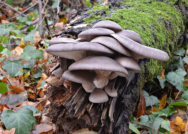 hliva ustricovitá Pleurotus ostreatus (Jacq.) P. Kumm.