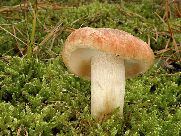 čírovka sosnová Tricholoma stans (Fr.) Sacc.