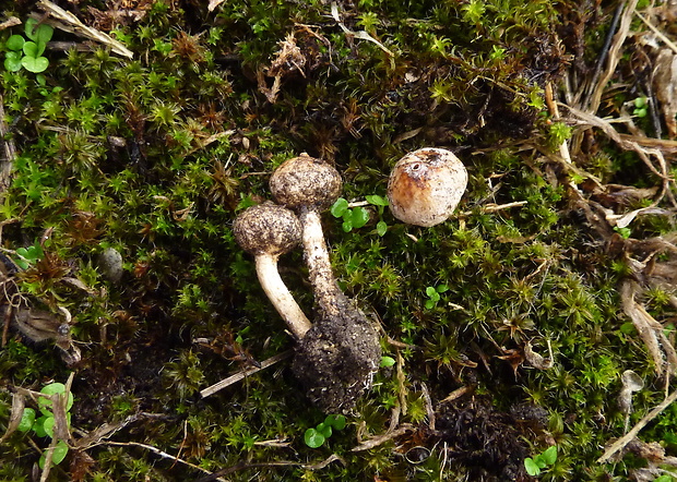 stopkovec zimný Tulostoma brumale Pers.