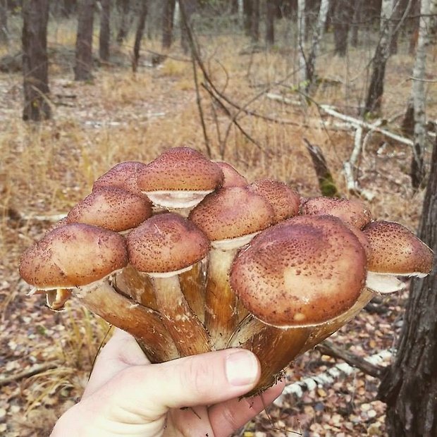 podpňovka Armillaria sp.